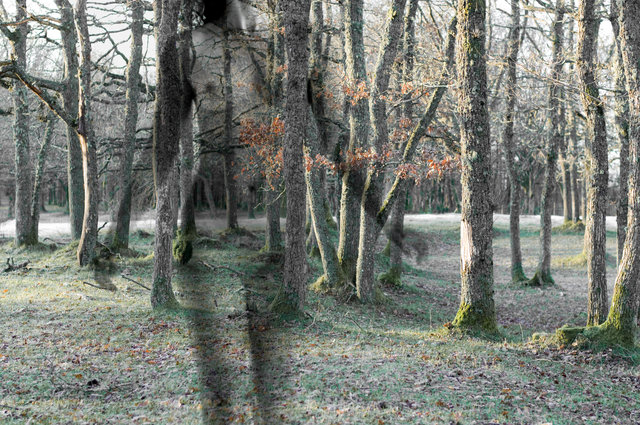40-oa-woods.jpg