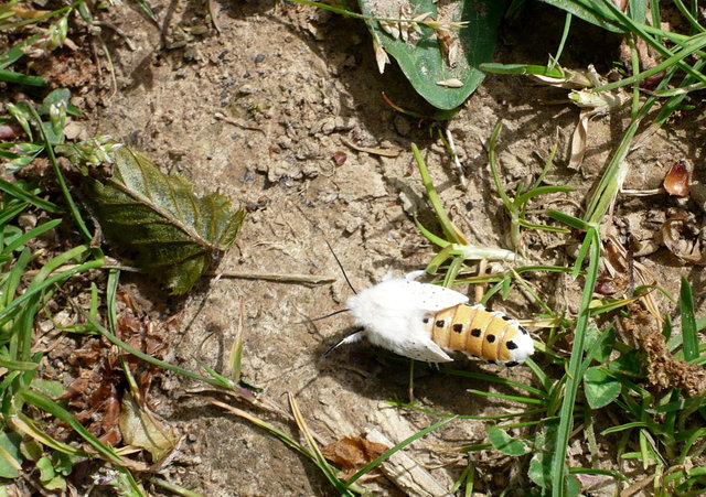 White Ermine Moth near Hunter's Bridge (2) VB.JPG