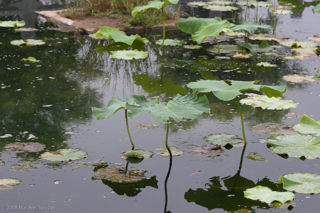 China 7-06 -1427.jpg