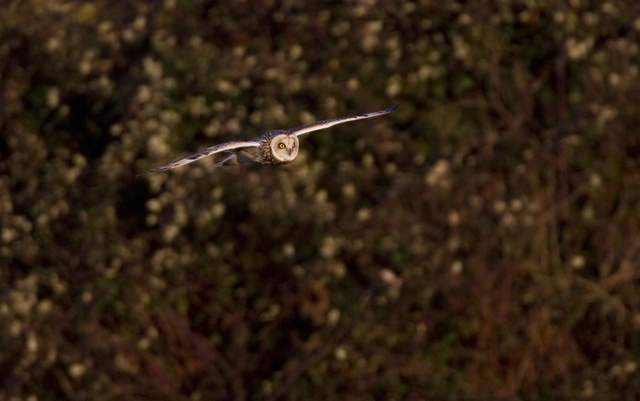 Short-eared Owl