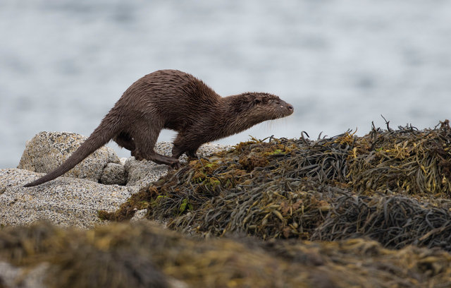Otter