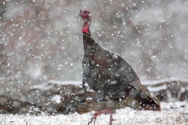 Wild Turkey, early spring, southern Ohio