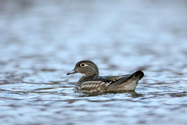 Female Wood Duck, southern Ohio