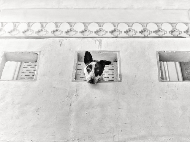 Roof Dog