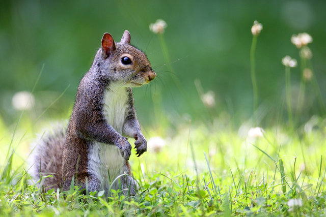 Eastern Gray Squirrel, Ohio