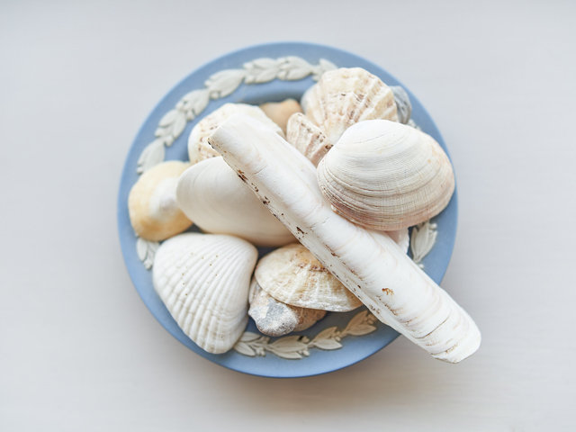 SHELLS-WEB-FINAL-1.jpg