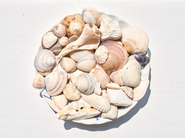 SHELLS-WEB-FINAL-4.jpg