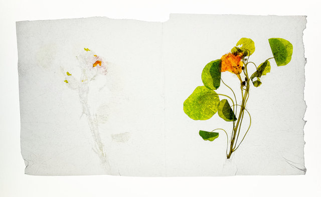 nasturtium
