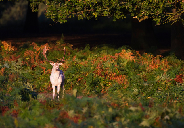 Fallow Deer Buck