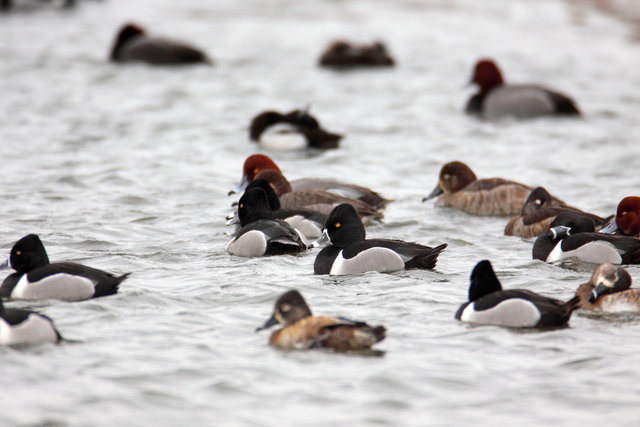 Redheads and Ring-necked Ducks, early March, South Central Ohio