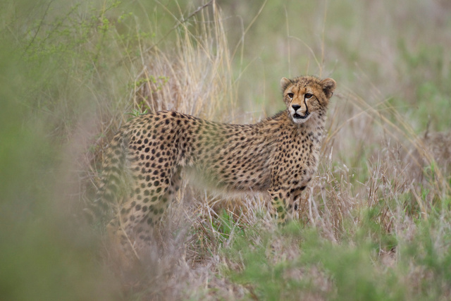 Cheetah cub