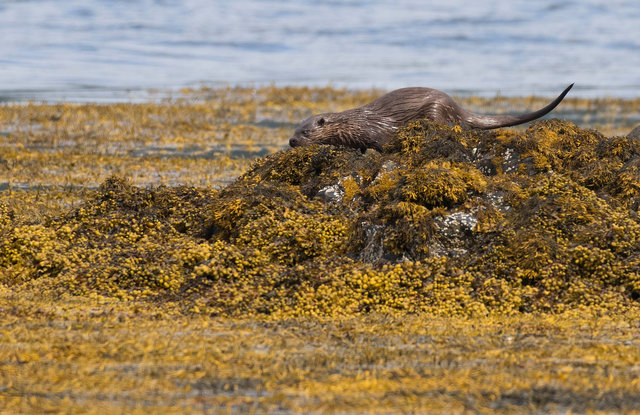 Otter