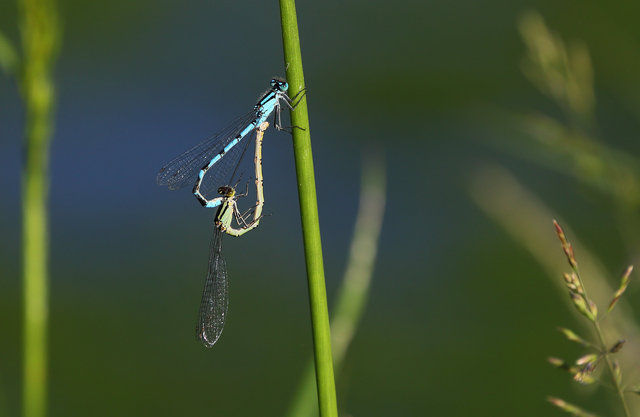 Common blue damselflies
