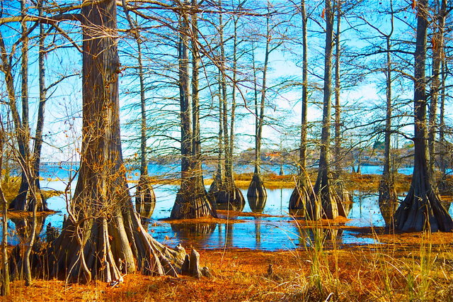 Swamps, LOUISIANA