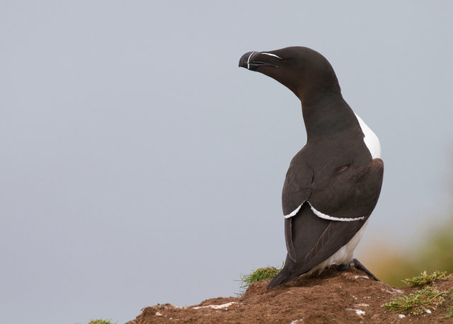 Razorbill