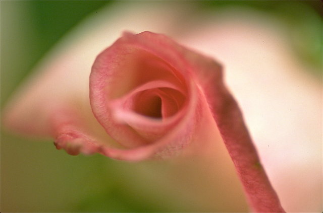 ROSEBUD