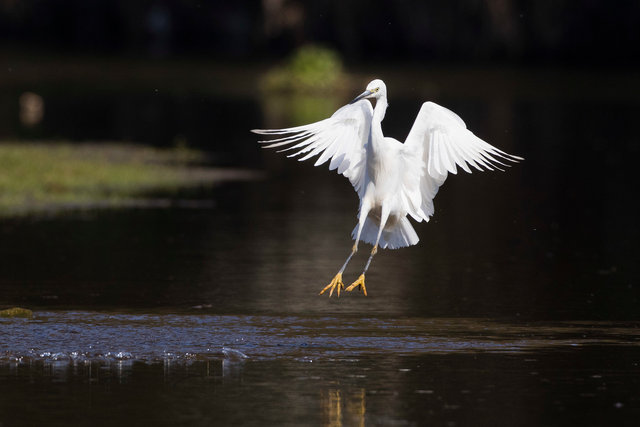 Little egret