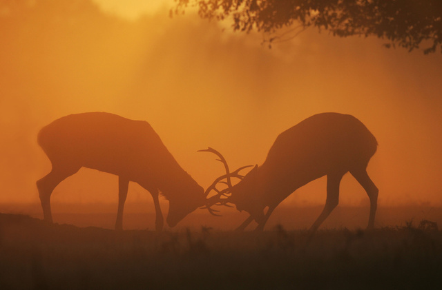 Red Deer Stags