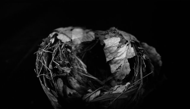 Nest, Black Tern (<i>Chlidonias niger surinamensis</i>), Holga 120N, Ilford Delta Pro 100, 2015