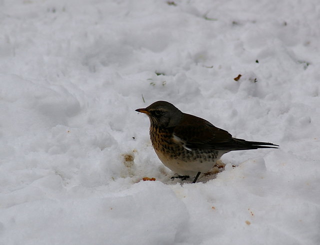 Fieldfare in Garden eating apple (14) VB.JPG