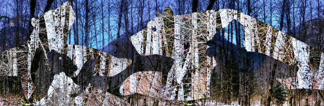 Morning forrest cubs-301