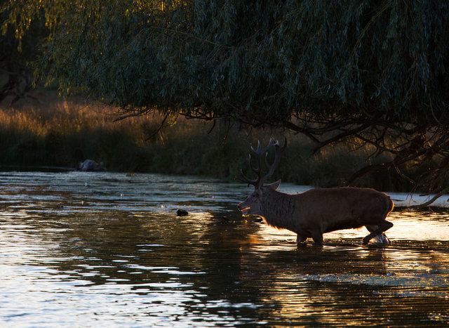 Red Deer Stag