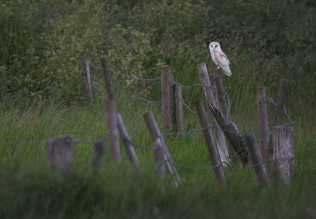 Barn Owl