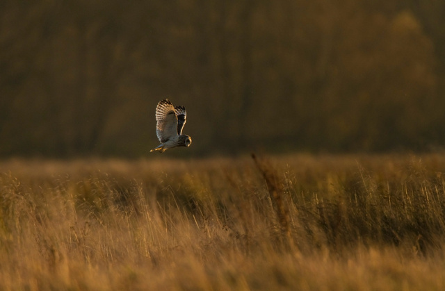 Short-eared Owl