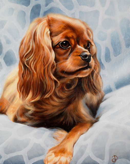 Breed: King Charles Spaniel / "Kingsley"