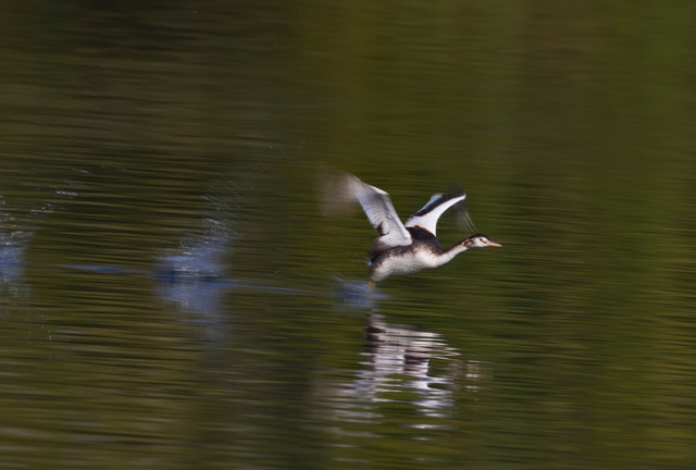 Great crested Grebe
