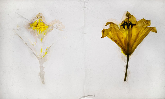 asiatic lily