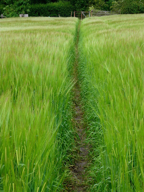 Path & gate Ayot  Green (3) VB.JPG