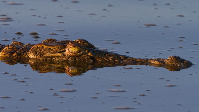 Crocodile