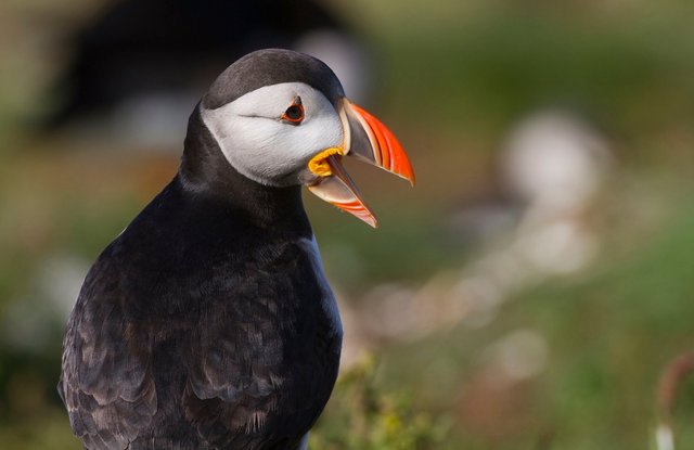 Puffin