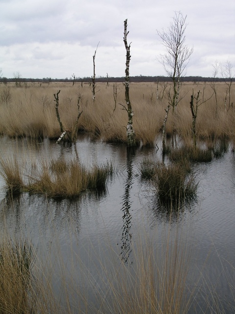 Fochteloerveen