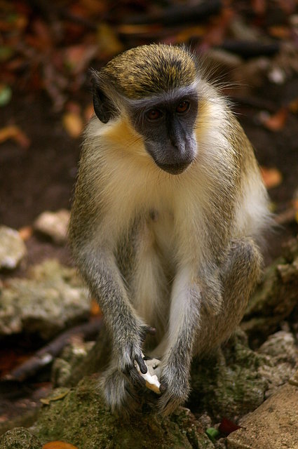 Barbados Wildlife Reserve 2nd Visit (30) VB.JPG