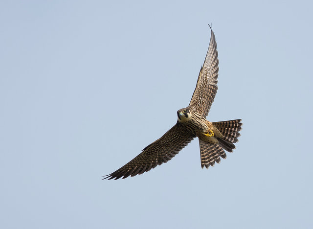 Hobby