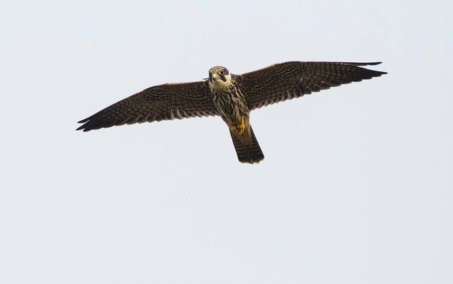 Hobby