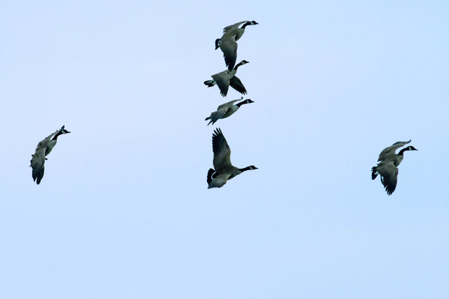 Canada Geese, February, southern Ohio