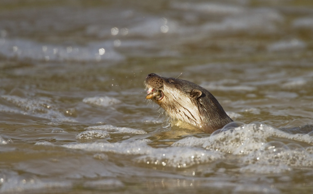 Otter