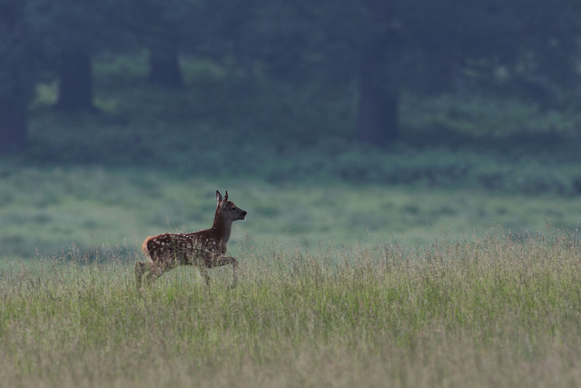 Red Deer Calf