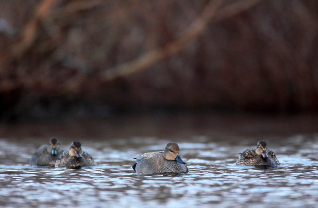 Gadwalls, southern Ohio