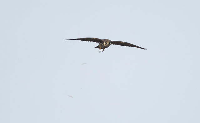 Hobby discarding dragonfly wings