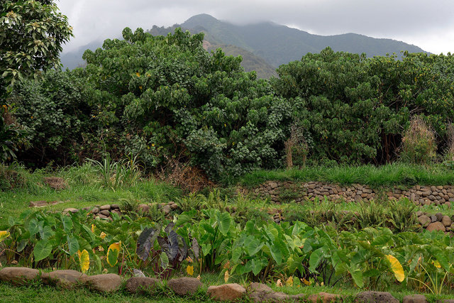 Traditional Taro farm, Maui