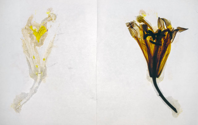 asiatic lily 2