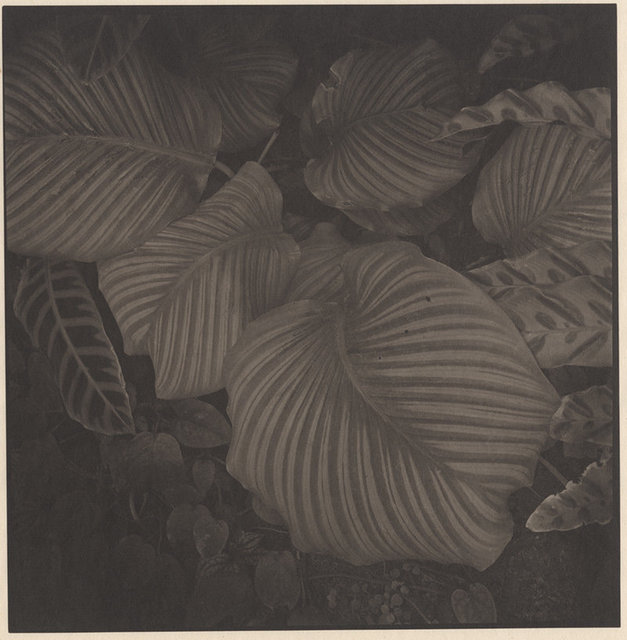 Miniture Garden of Memory - Plants #16 © Takeshi Shikama