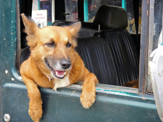 Friendly passenger, Costa Rica