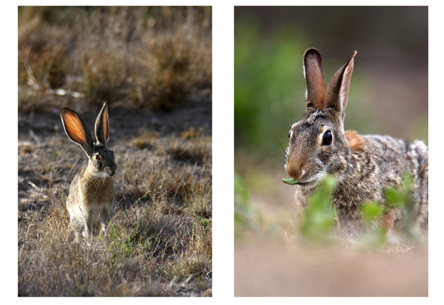 (left) Black-tailed Jackrabbit, TX; (right) Eastern Cottintail, OH