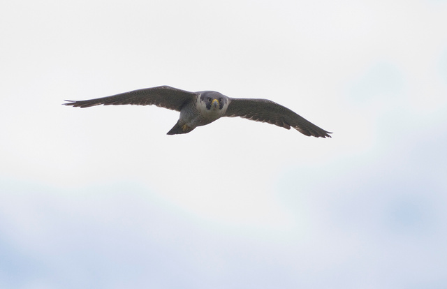 Peregrine falcon