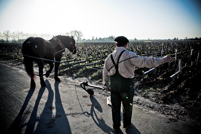 Margaux3 © Laurent Gazal.jpg